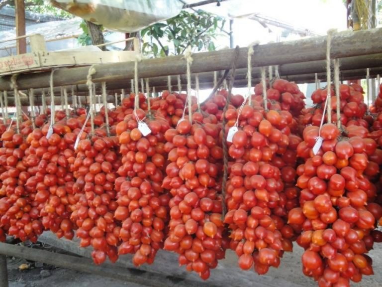 Napoli Telefono Pane Pomodoro Rosso L’Oro Rosso di Napoli - MangiaeBevi
