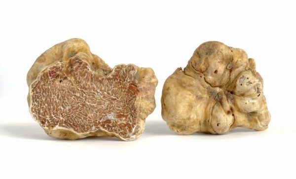 prelibatezze al tartufo bianco