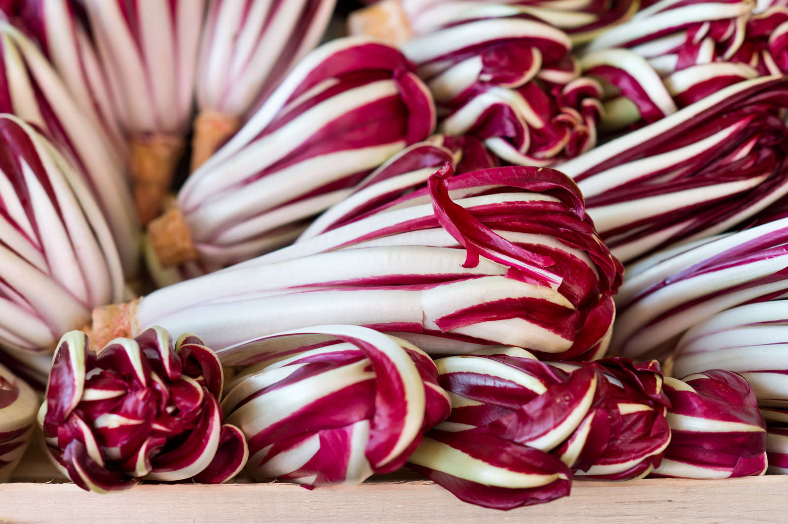 Radicchio di Treviso, sicuri di conoscerlo bene? - MangiaeBevi