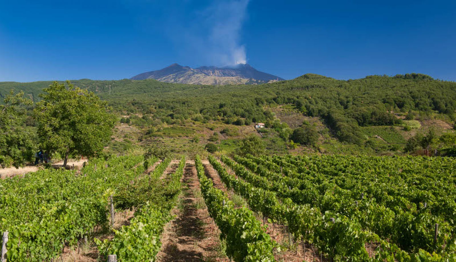 Spumanti dell'Etna, a Catania torna l'evento dedicato alle bollicine del  Vulcano - MangiaeBevi