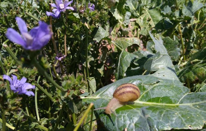 lumaca unica