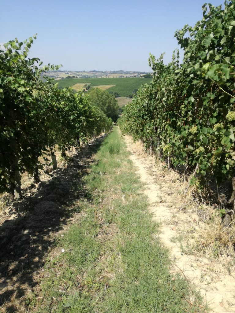 verdicchio marotti campi