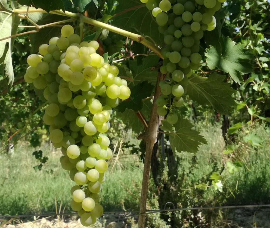 verdicchio marotti campi