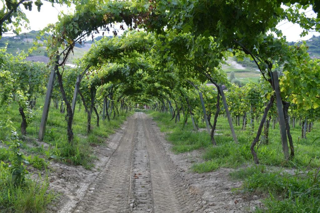 cantine aperte in vendemmia