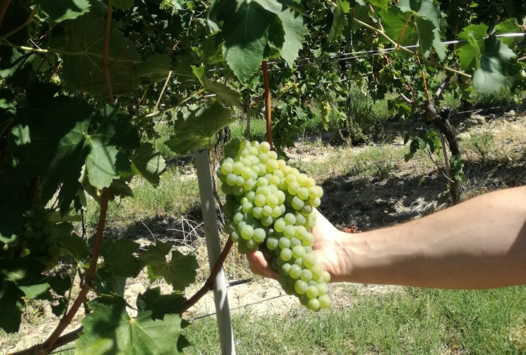 verdicchio marotti campi