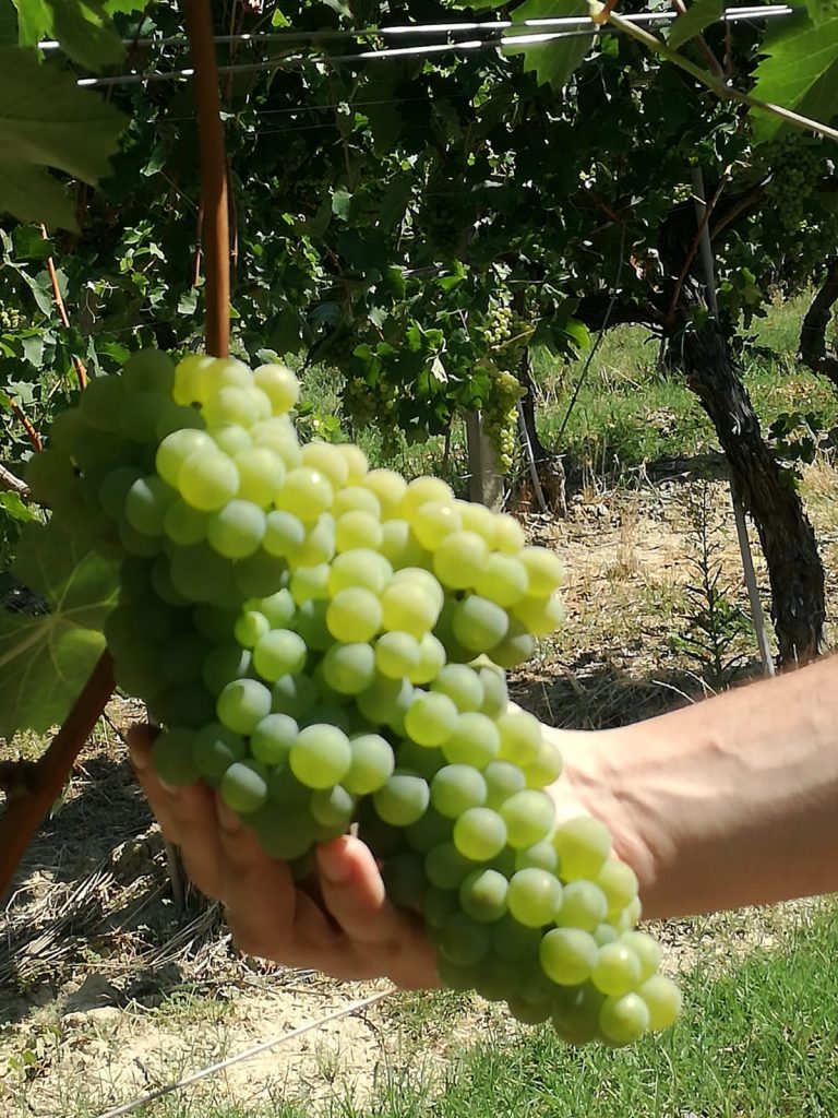 verdicchio marotti campi