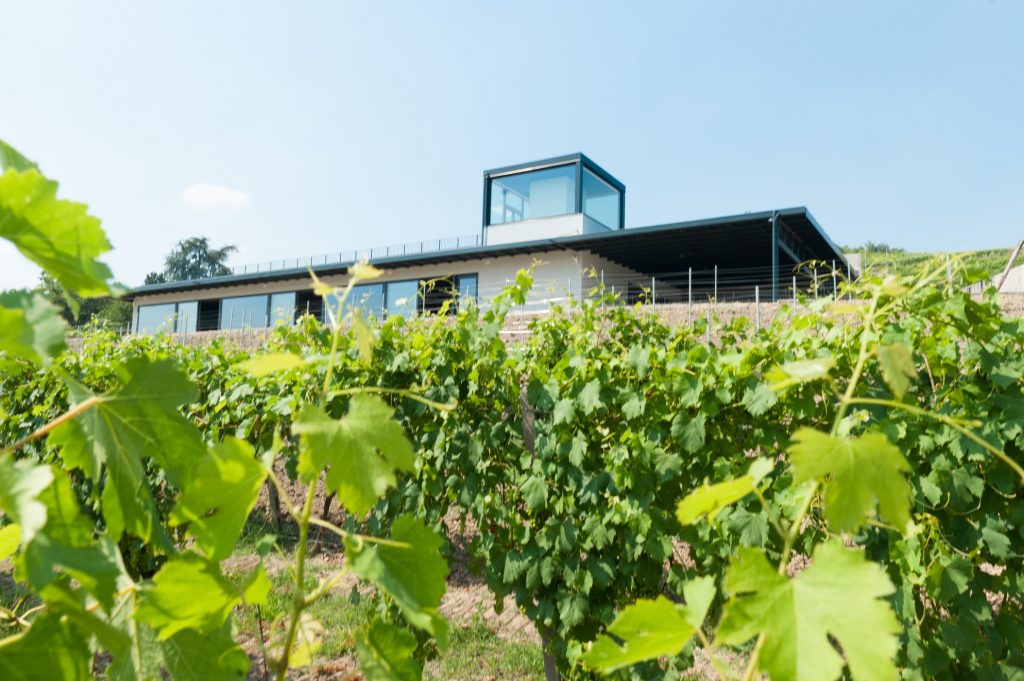 cantine aperte in vendemmia