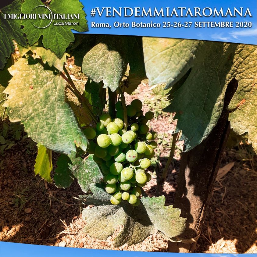vendemmiata romana