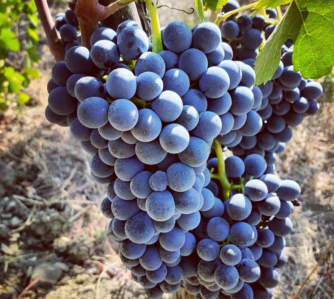 aglianico