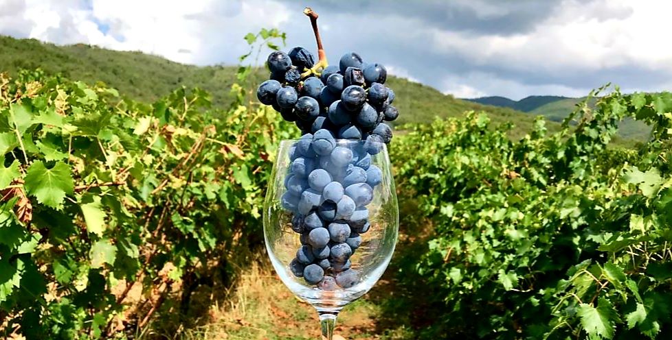 vini per la primavera