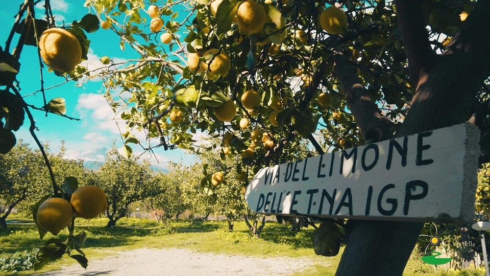 sicilia degli agrumi