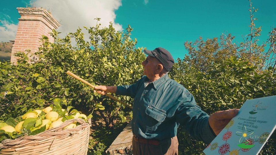 sicilia degli agrumi