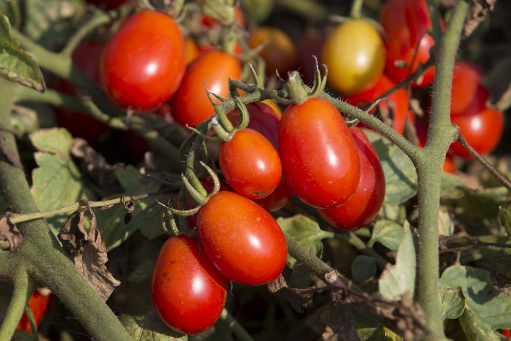 pomodoro italiano