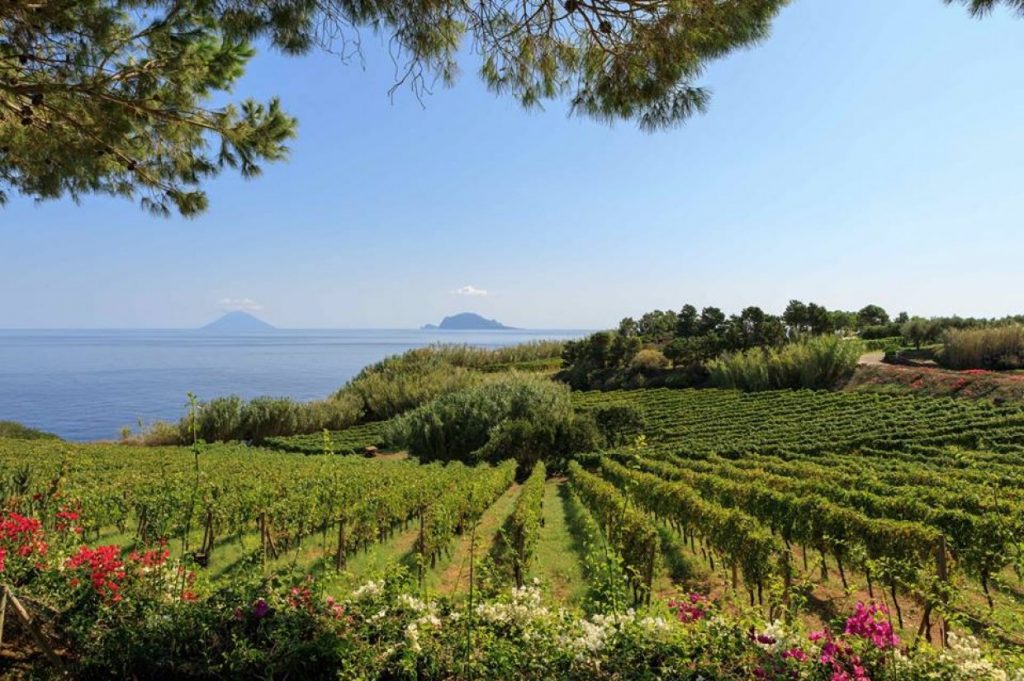 malvasia day
