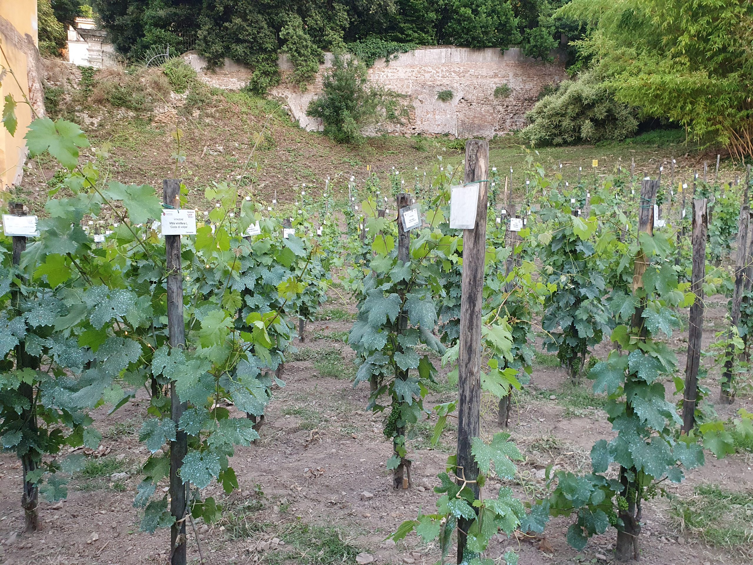 vendemmiata romana 2021