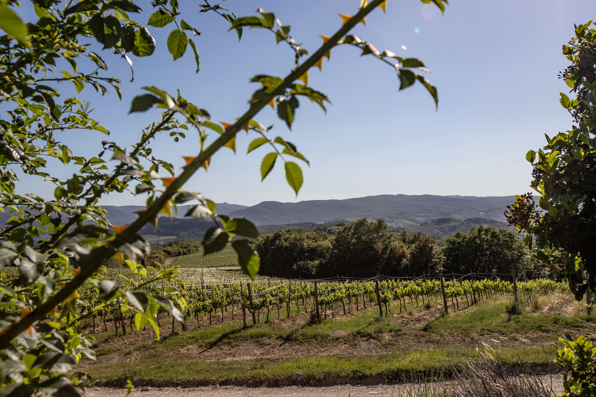 tenuta vitalonga winery