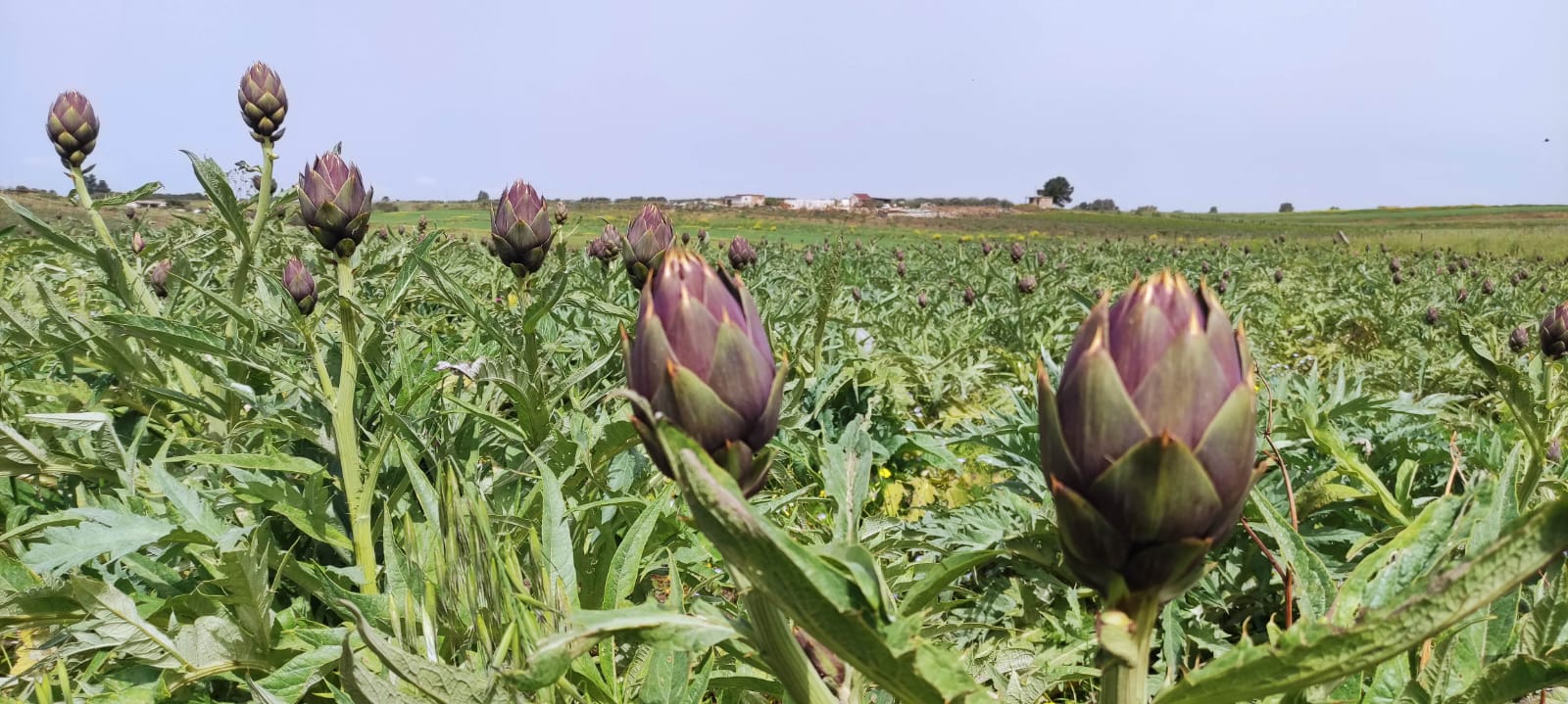 carciofo spinoso di menfi