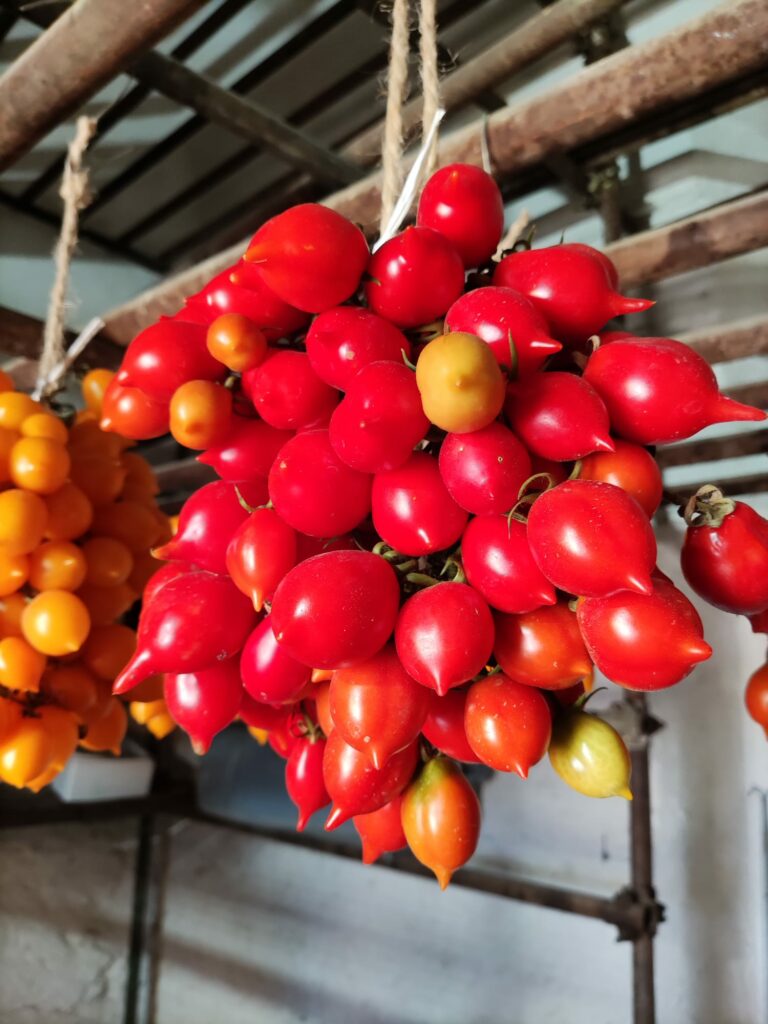 festival della bellezza vesuviana