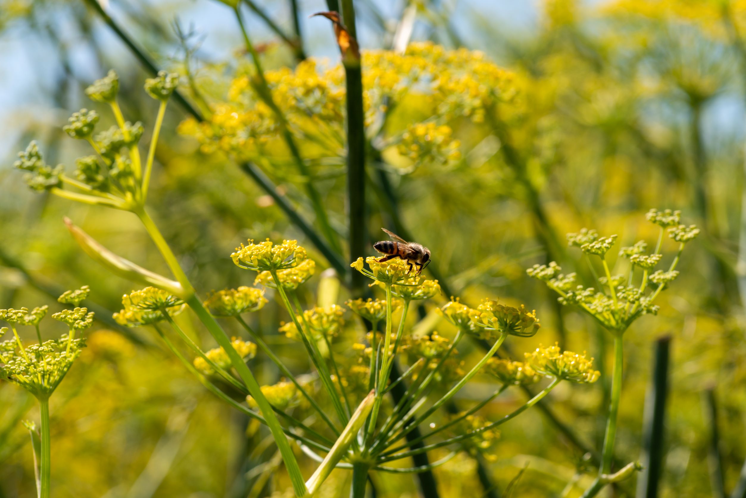 La Finocchiona IGT e il nuovo profumo della sostenibilità MangiaeBevi