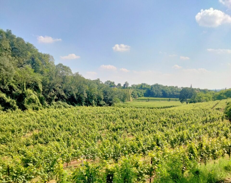 colli berici