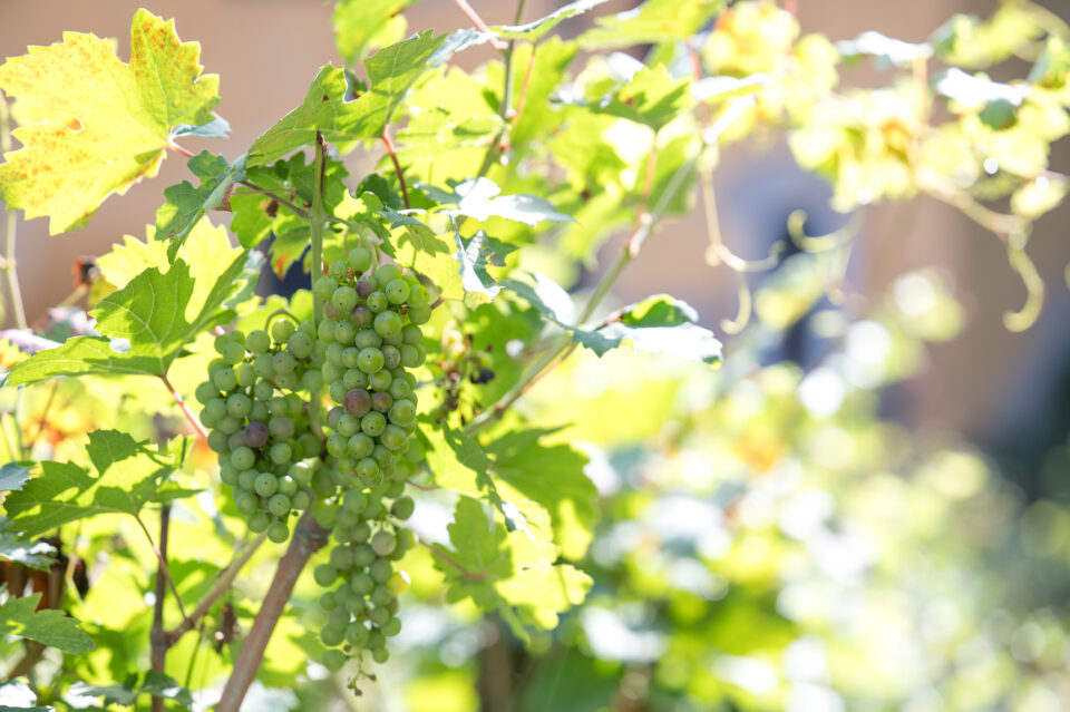 vendemmiata romana 2024