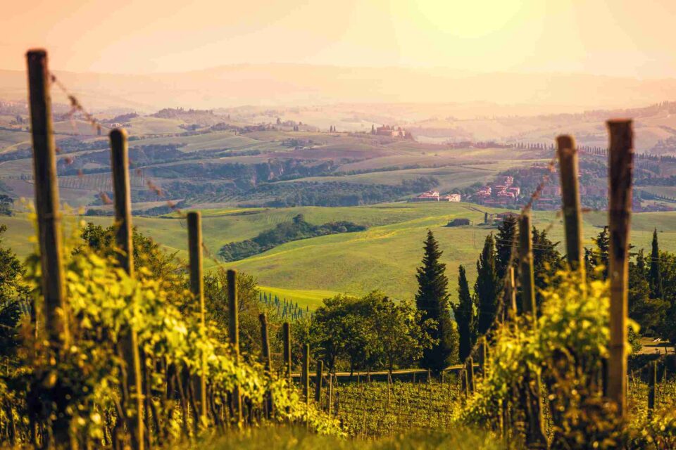 brunello di montalcino