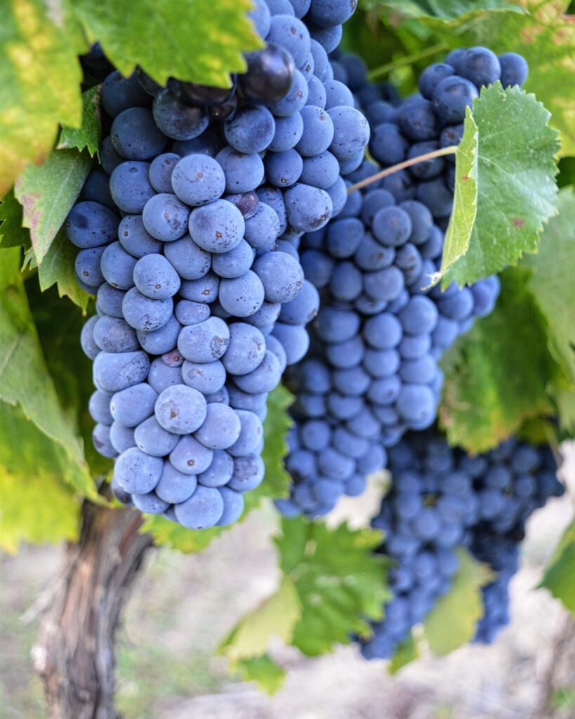sagrantino