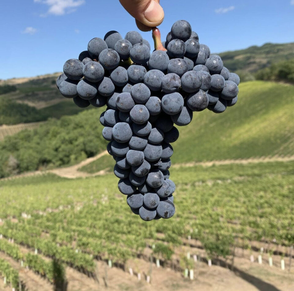 sangiovese