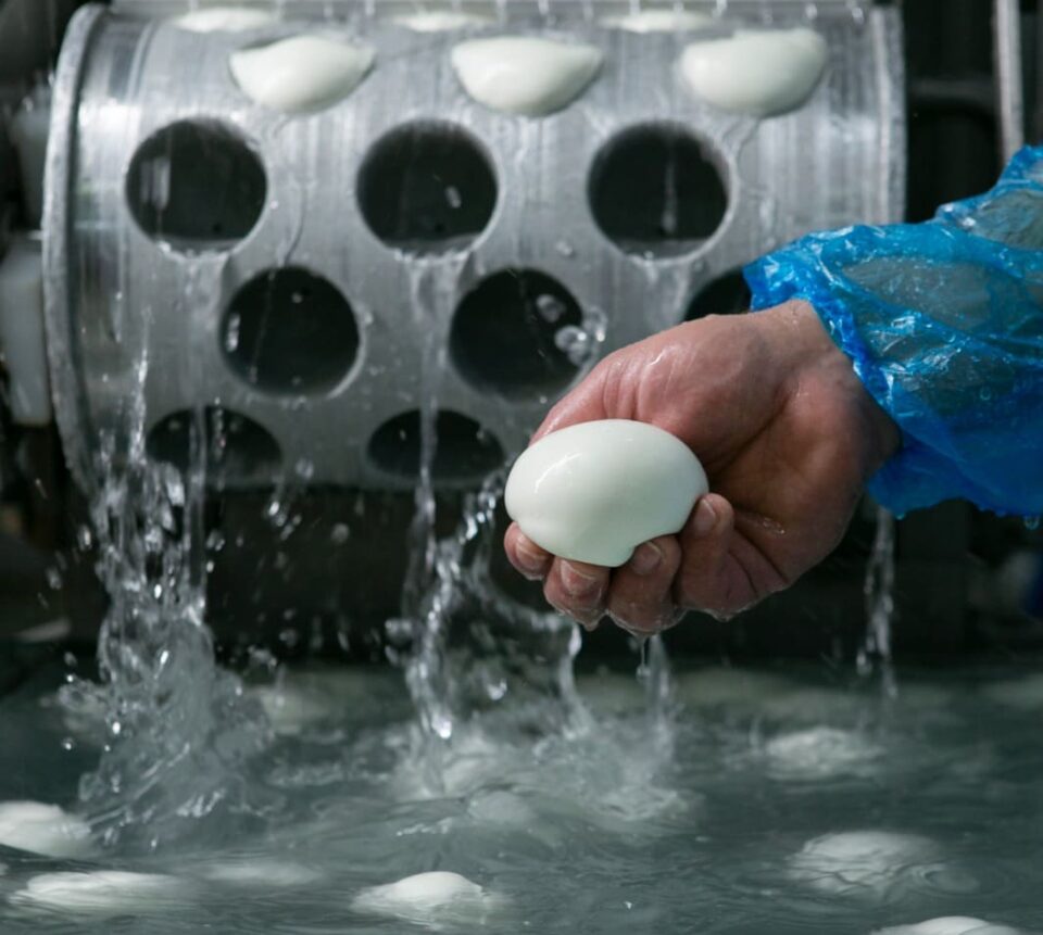 mozzarella di bufala