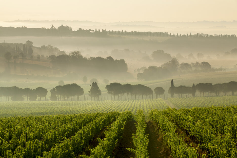 nobile di montepulciano