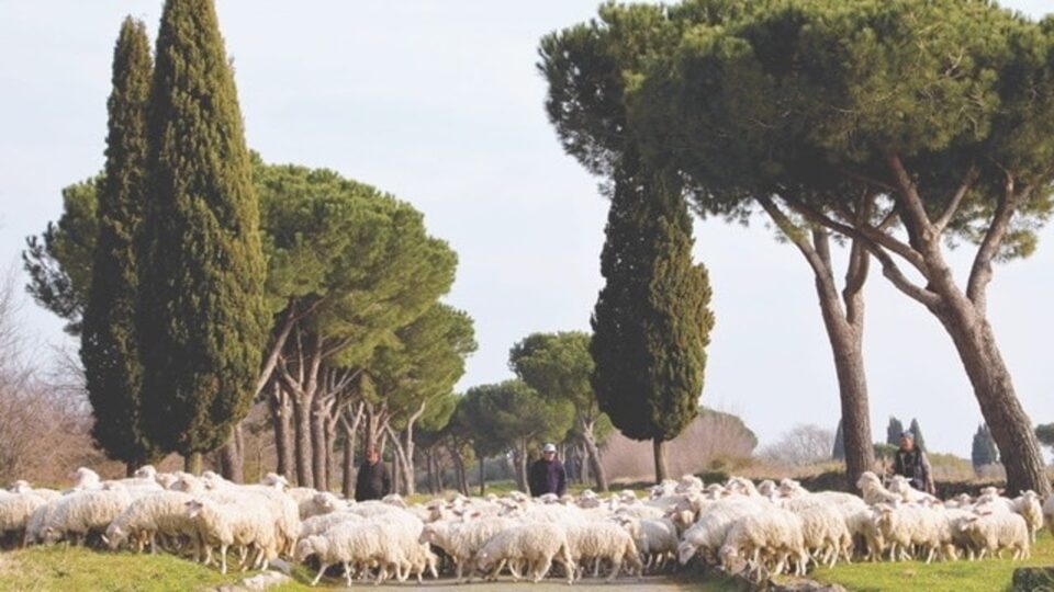 abbacchio romano igp