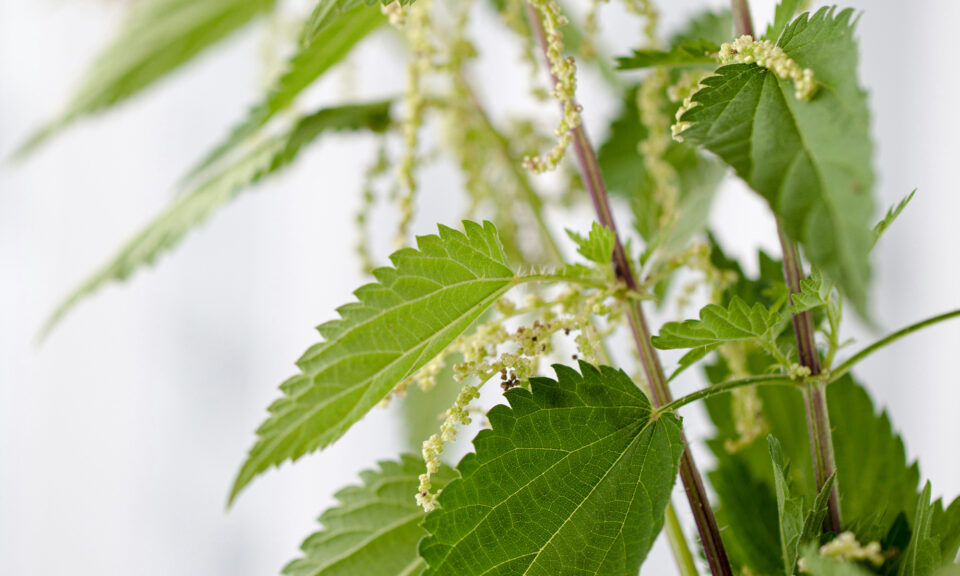 erboristeria gastronomica