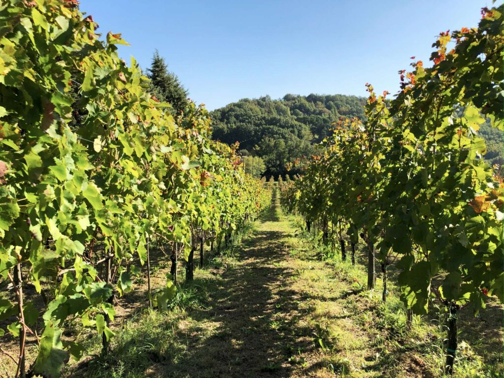 vino artigianale
