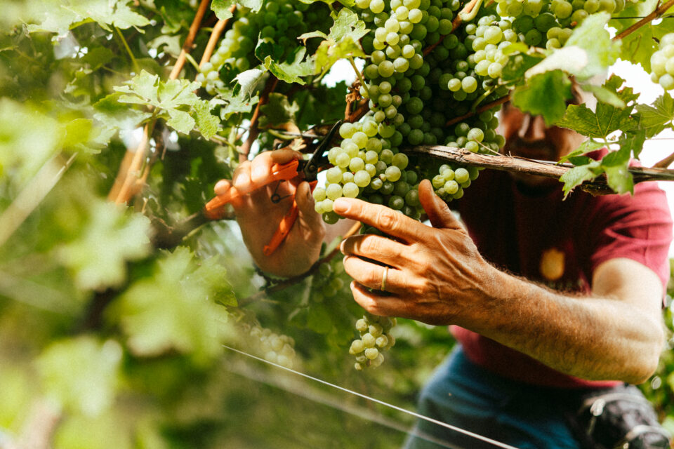 lugana armonie senza tempo