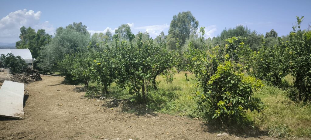 orto di rosolino
