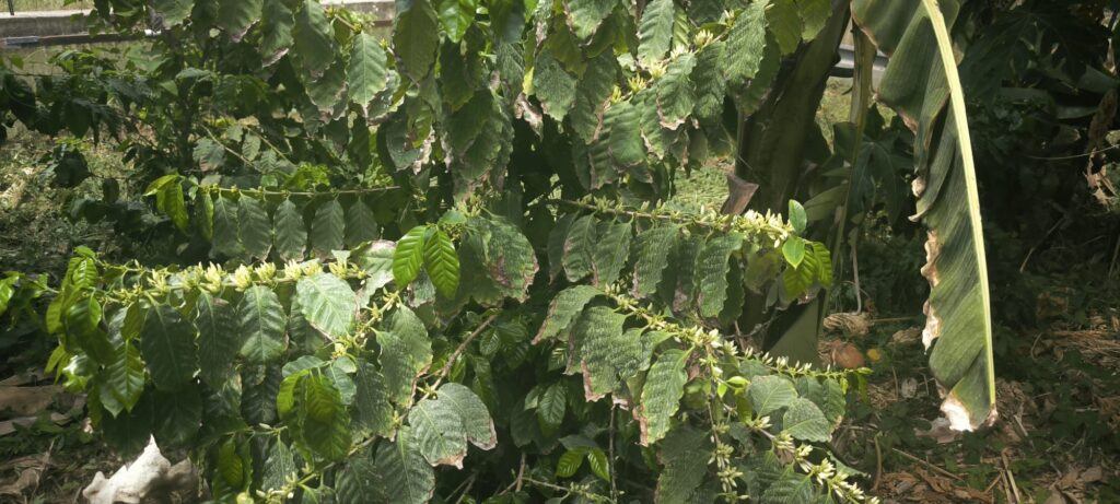 orto di rosolino