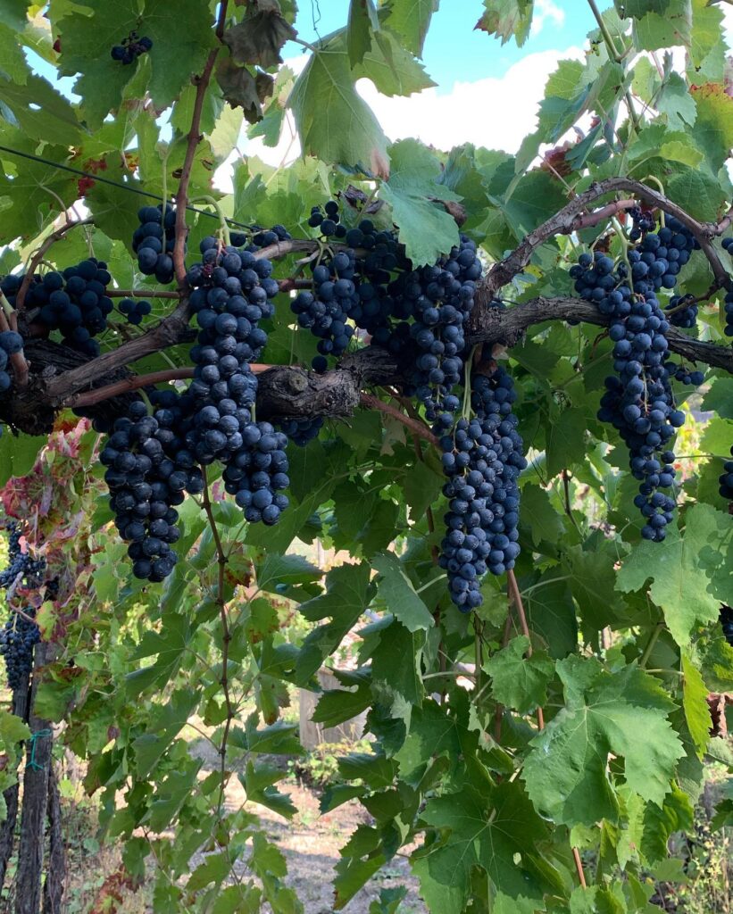 vino artigianale