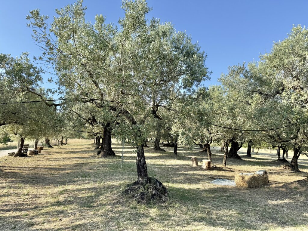 tenuta degli ulivi