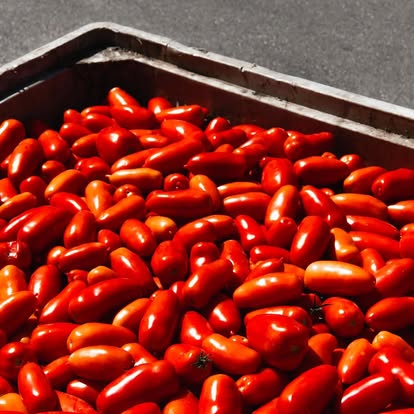 san marzano land