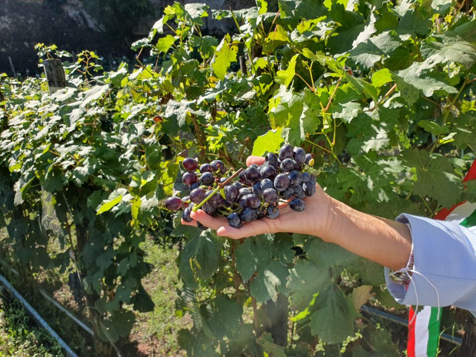 vendemmiata romana 2025