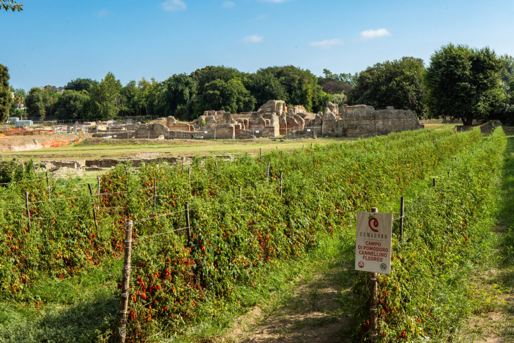 pomodoro cannellino