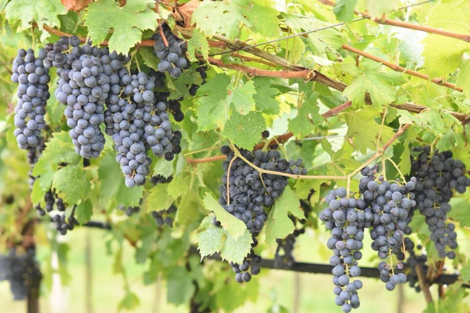 valpolicella