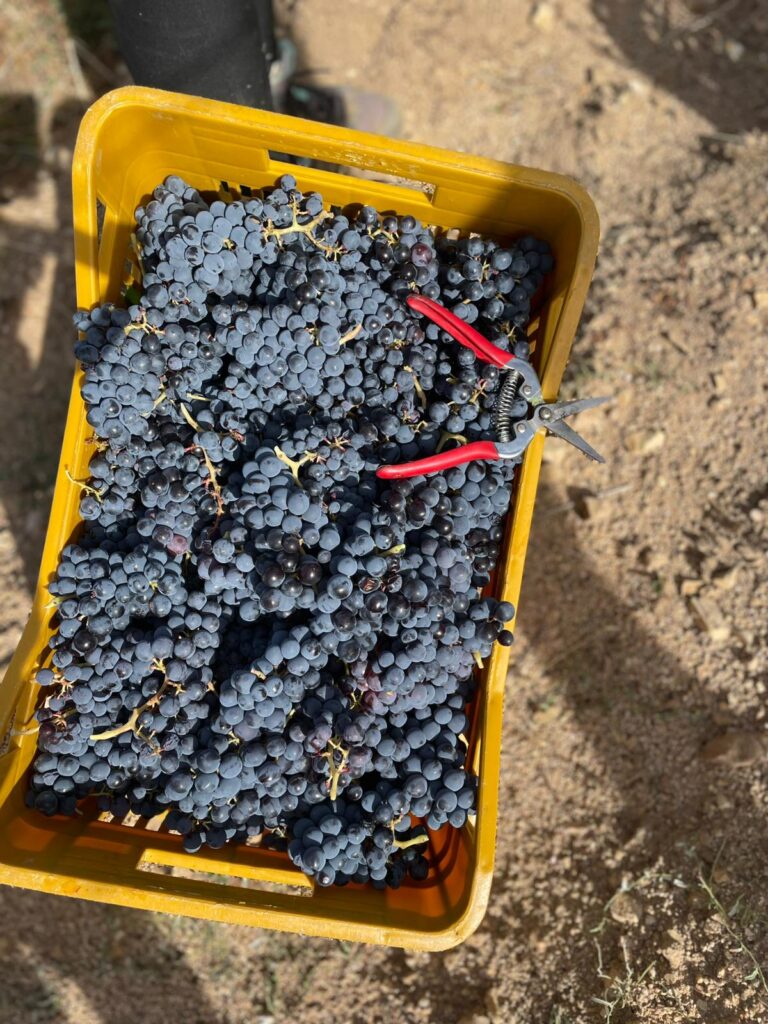 cannonau