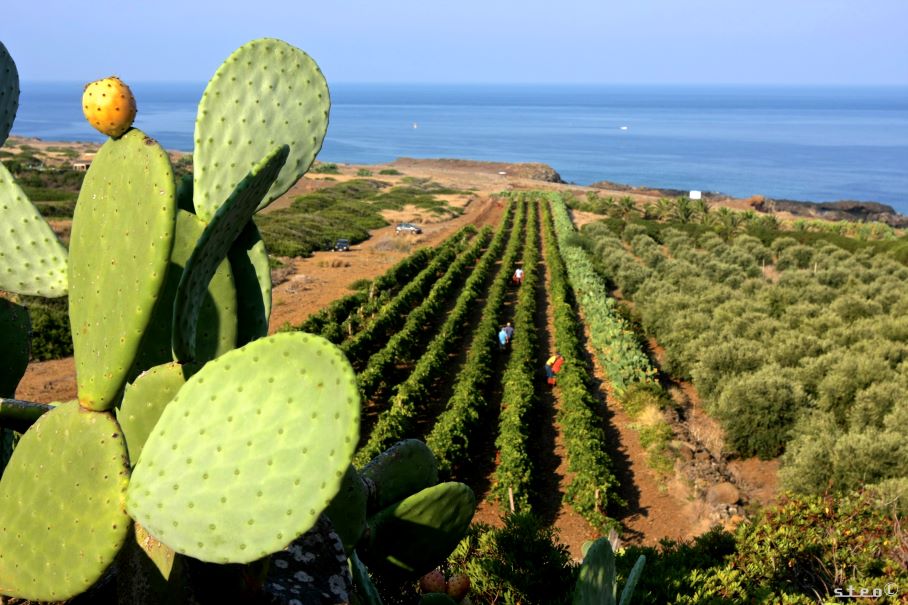 vini isole minori