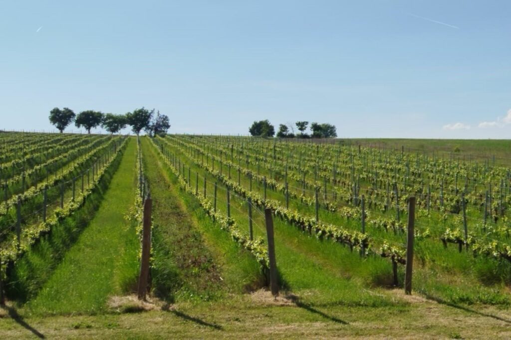 montefalco