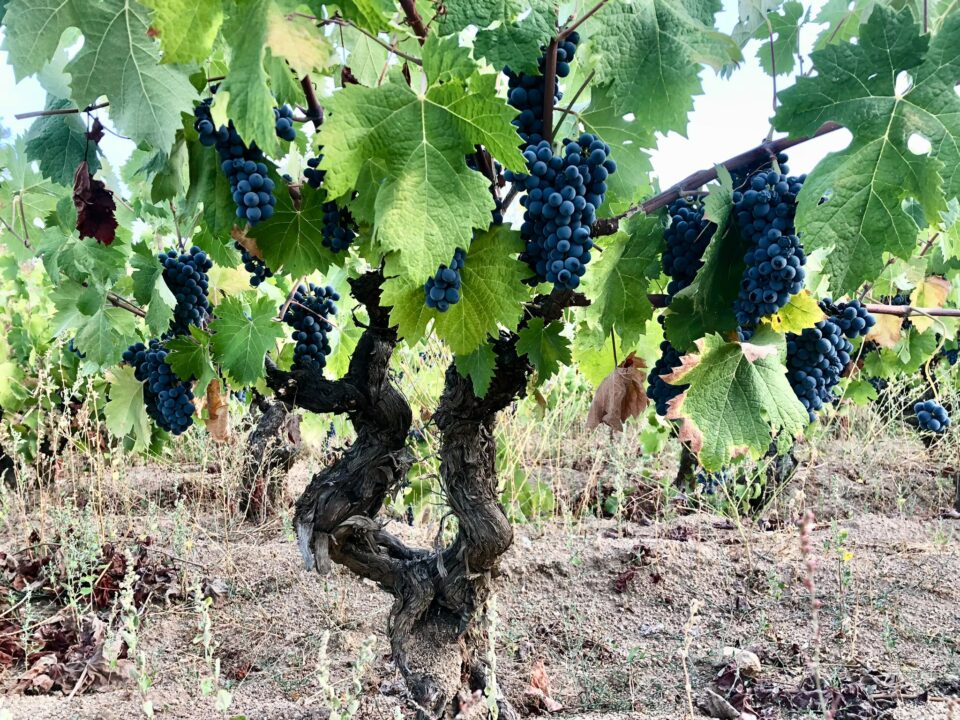 vini della sardegna 2027